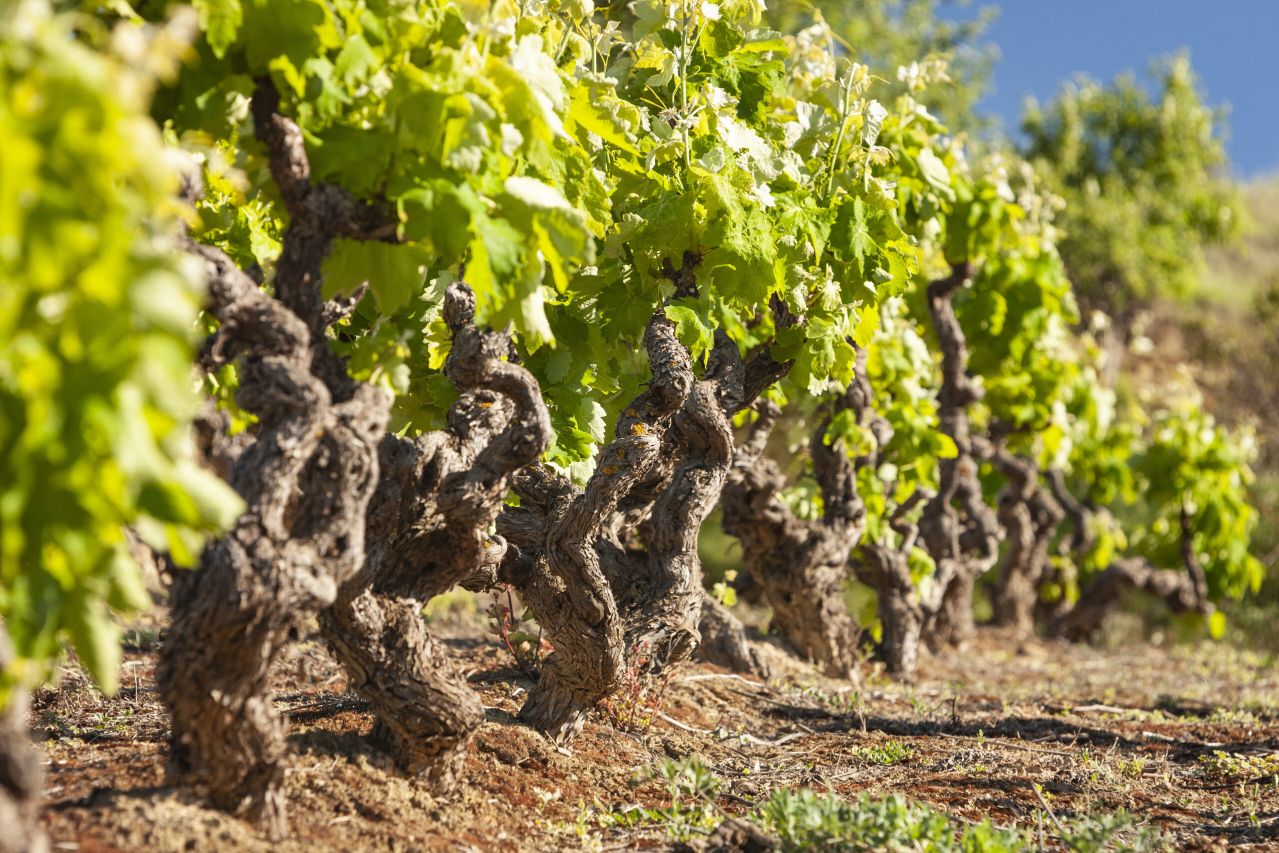 Bodegas Riojanas estrena el pago de la uva por índices de sostenibilidad