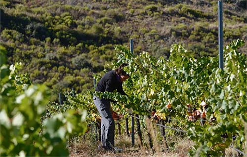 Minorsens, el proyecto que valoriza variedades minoritarias de vid de Castilla y León y Portugal